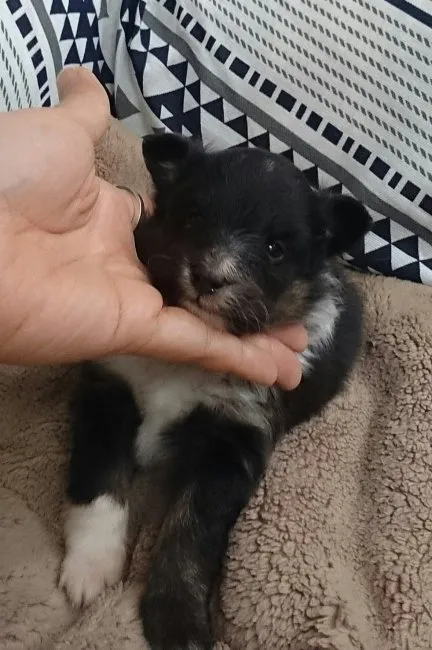 ID：1609-00840の子犬