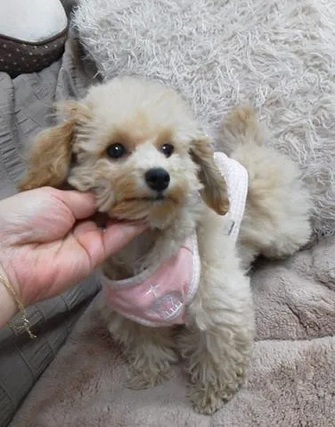 ID:1205-00434の子犬
