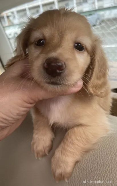ID：2009-03023の子犬