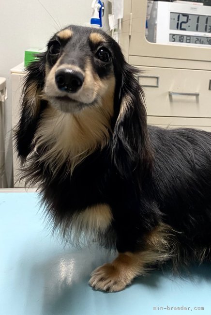 カニンヘンダックスフンド(ロング)【・女の子・2024年5月6日・ブラックイエロー】