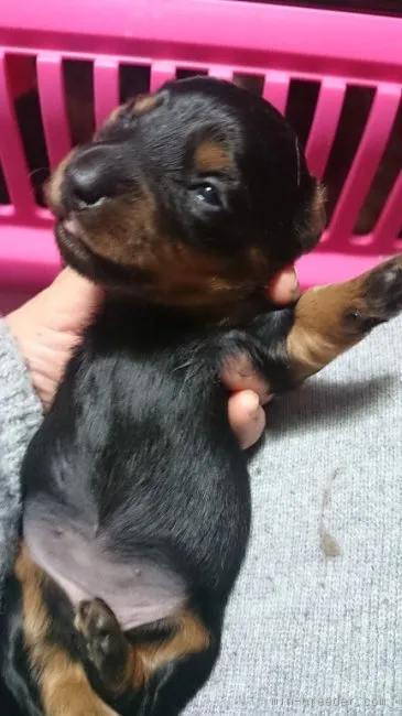 ID:1601-00071の子犬