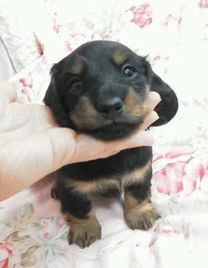 ID：1410-00161の子犬