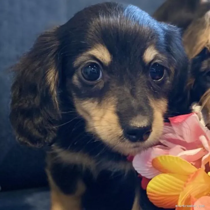 M.O 様のお迎えした子犬