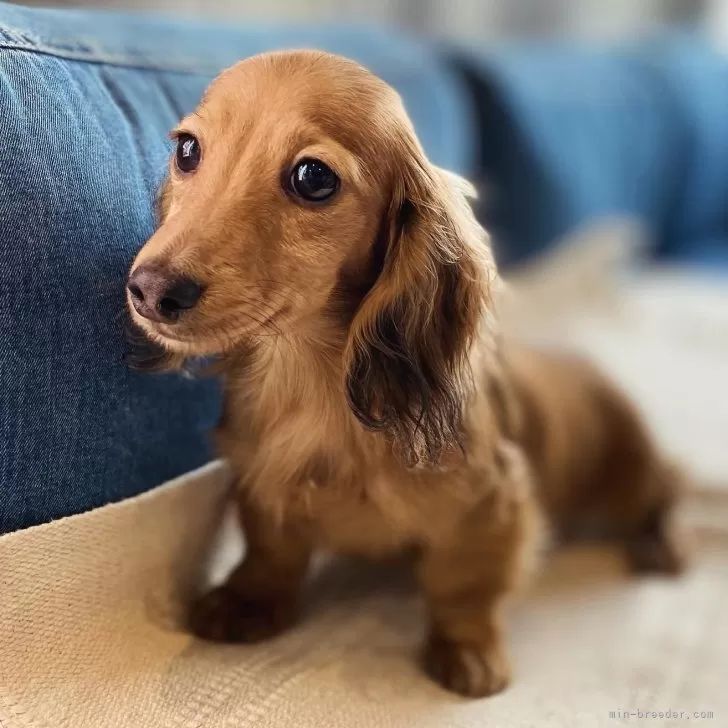 ID：2403-01675の子犬