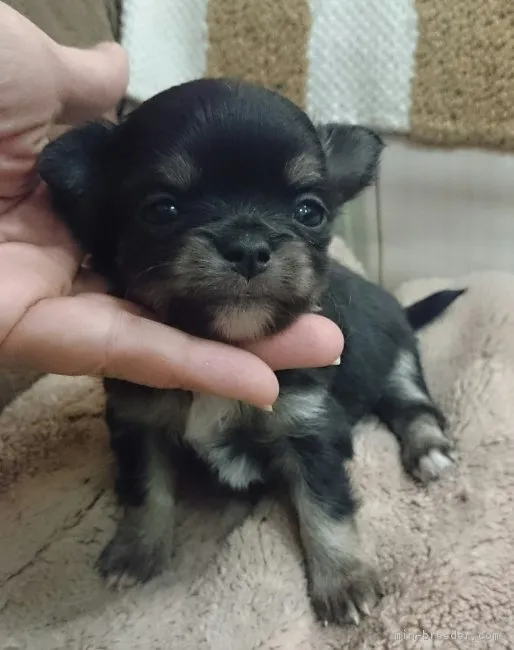 ID:1604-00382の子犬