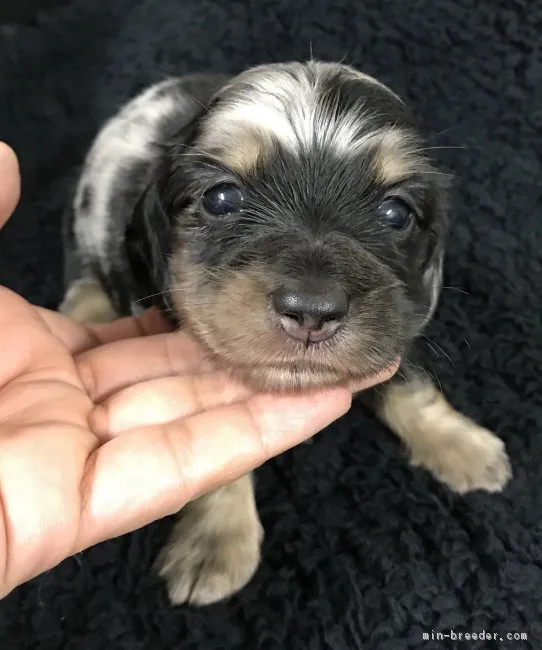 ID:1707-01544の子犬