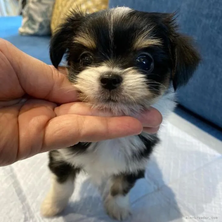 ID：2210-02077の子犬