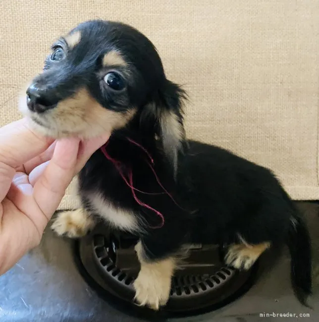 S.K 様のお迎えした子犬