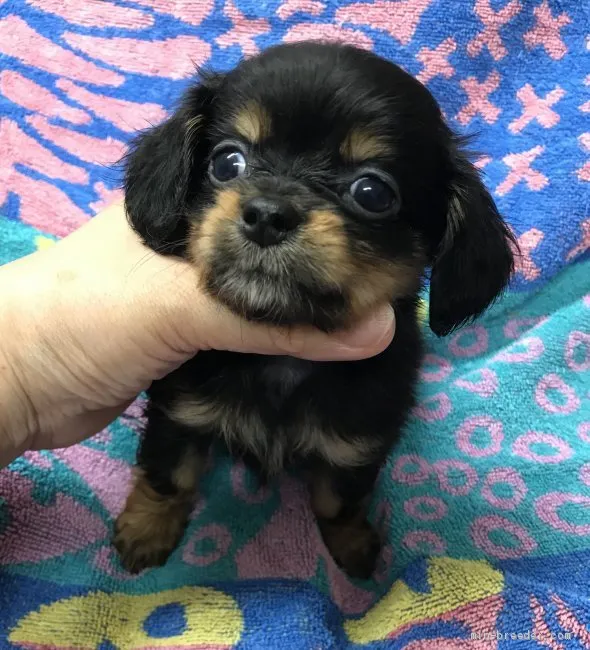 ID：1906-02024の子犬