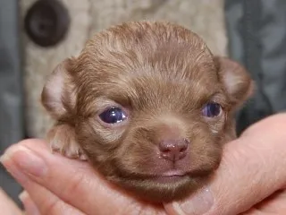 ID:1301-00211の子犬