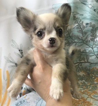 チワワ(ロング)【神奈川県・女の子・2019年5月13日・ブルーマールタン、ホワイト】の写真「大人しく優しい性格の女の子です。人が大好きで従順」