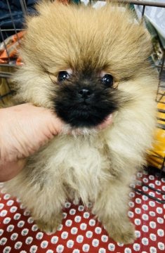 ポメラニアン【神奈川県・女の子・2019年12月23日・オレンジ】の写真「父JKC ch両親オレンジ2キロ。健診済み」