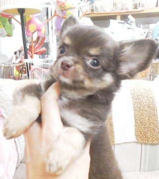 チワワ(ロング)【神奈川県・男の子・2014年7月15日・チョコクリーム】の写真「お顔の差し毛も抜け綺麗なカラーになってきました。」