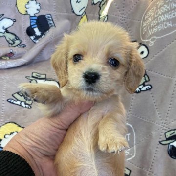 カニンヘンダックスフンド(ロング)【神奈川県・女の子・2021年10月31日・ゴールド】の写真「小さくておキャンな人懐っこい子😍」
