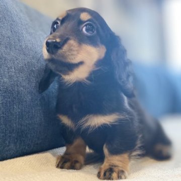 ミニチュアダックスフンド(ロング)【神奈川県・女の子・2023年9月26日・ブラック&タン】の写真「性格抜群😍年末年始までSALE」