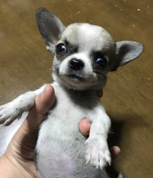 チワワ(スムース)【神奈川県・女の子・2019年7月12日・フォーンセーブルホワイト】の写真「スムチです。小さいですがよく動きムチムチしてます😍」
