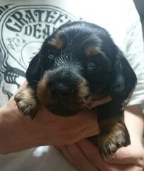 ミニチュアダックスフンド(ロング)【神奈川県・男の子・2015年6月8日・ブラックタン】の写真「お目目が開いたばかりです。」