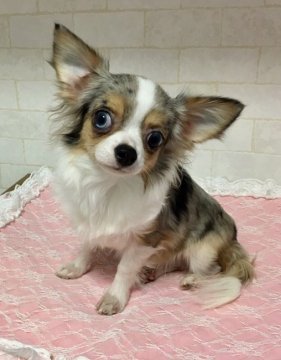 チワワ(ロング)【神奈川県・女の子・2018年4月23日・ブルーマールホワイト&タン】の写真「希少カラー。ママ候補残留してましたが小さいので分譲」