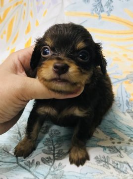 チワワ✖︎ダックス【神奈川県・男の子・2019年5月18日・チョコタン】の写真「出産ラッシュSALE6/30までご契約の方、限定！」