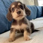 カニンヘンダックスフンド(ロング)【神奈川県・男の子・2023年9月18日・ブラウンイエロー(チョコイエロー)】の写真1「11/3撮影」