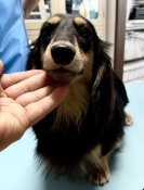 カニンヘンダックスフンド(ロング)【・女の子・2024年5月6日・ブラックイエロー】