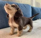 カニンヘンダックスフンド(ロング)【神奈川県・男の子・2023年9月18日・ブラウンイエロー(チョコイエロー)】の写真2