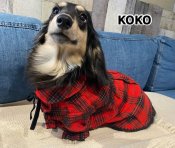 カニンヘンダックスフンド(ロング)【・女の子・2024年5月6日・ブラックイエロー】