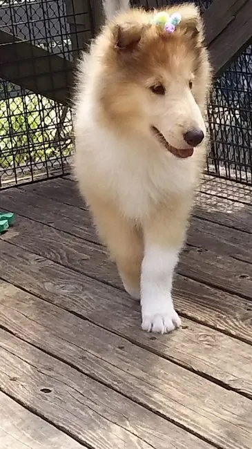 ID：1605-01347の子犬