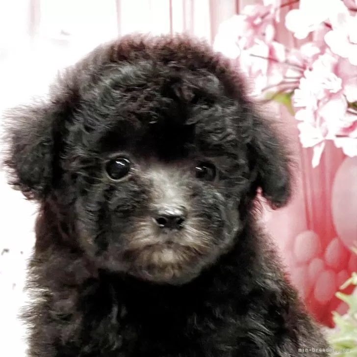 ID:2505-03747の子犬