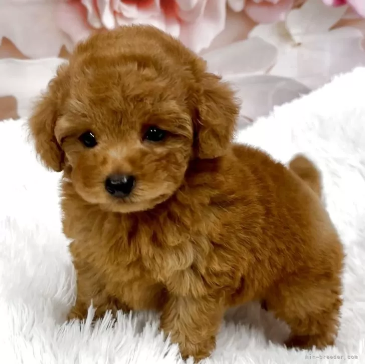 ID：2510-07969の子犬