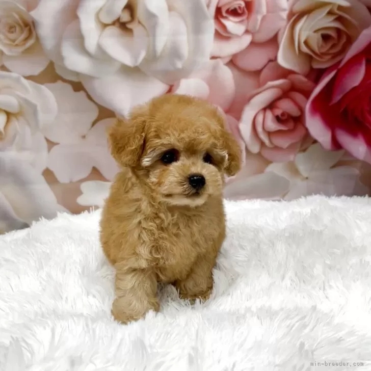 ID：2511-01246の子犬