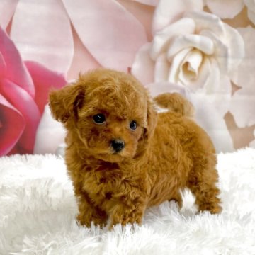 タイニープードル【大阪府・女の子・2025年9月21日・レッド】の写真「💘ちっちゃめのタイニーです💘」