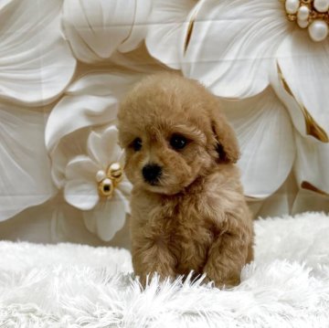 トイプードル(タイニー)【大阪府・女の子・2025年8月14日・アプリコット】の写真「💕小さめのタイニーです💕」