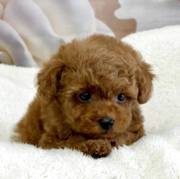 タイニープードル【大阪府・男の子・2025年9月25日・レッド】の写真「💘とても優しい男の子です💘」