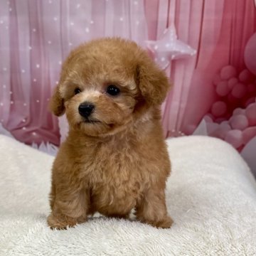 トイプードル(ティーカップ)【大阪府・女の子・2025年1月2日・アプリコット】の写真「💕生後52日で体重は470gです💕」