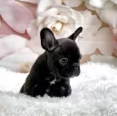 フレンチブルドッグ