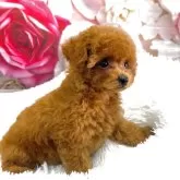 タイニープードル