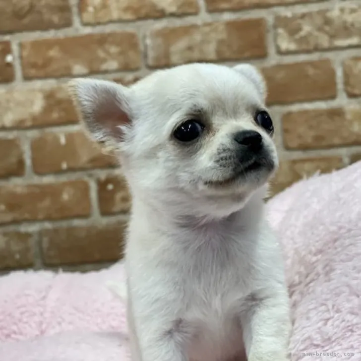 ID:2302-00522の子犬
