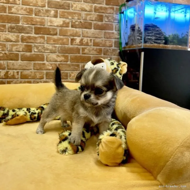 ID:2310-02911の子犬