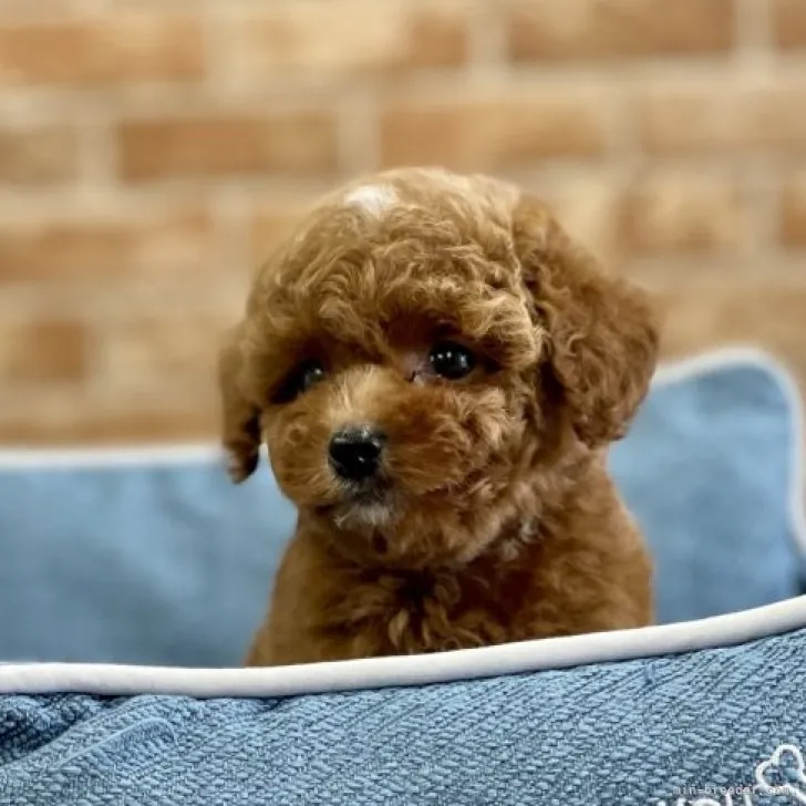 ID：2307-00408の子犬