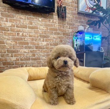 トイプードル(タイニー)【大阪府・男の子・2024年4月24日・レッド】の写真「💕毛量も多くドアフタイプの男の子💕」