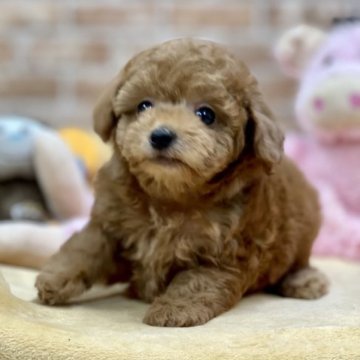 トイプードル(タイニー)【大阪府・男の子・2023年9月21日・レッド】の写真「💕おはなが短めの可愛い男の子💕」