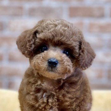 トイプードル(タイニー)【大阪府・男の子・2024年7月9日・レッド】の写真「💕おとなしく性格の良い子💕」