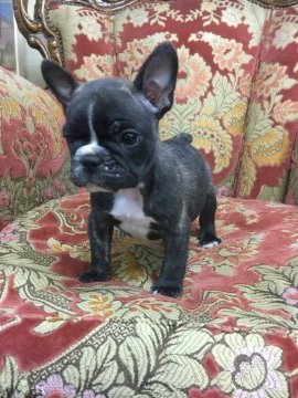 フレンチブルドッグ【大阪府・男の子・2017年8月12日・ブリンドル】の写真「おだやかな甘えたさんです💕」