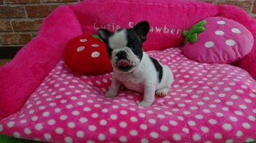 フレンチブルドッグ【大阪府・女の子・2017年12月21日・パイド】の写真「大切に育てました💖」