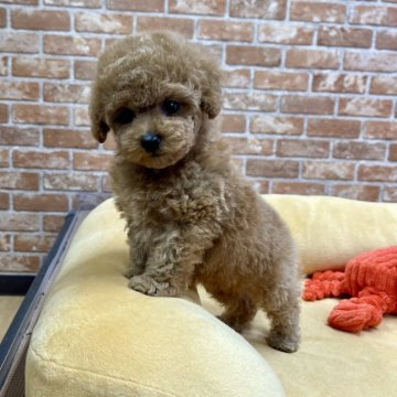 トイプードル(タイニー)【大阪府・女の子・2024年4月11日・レッド】の写真「💕超可愛い女の子💕」