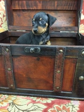 ミニチュアピンシャー【大阪府・女の子・2017年5月26日・ブラックタン】の写真「超可愛いです💖」