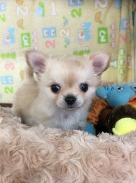 チワワ(ロング)【大阪府・男の子・2016年9月1日・クリーム】の写真「父親…ブラックタン 母親…ホワイト」