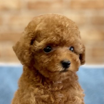 トイプードル(タイニー)【大阪府・女の子・2023年5月10日・レッド】の写真「💕小さめの可愛い女の子💞」