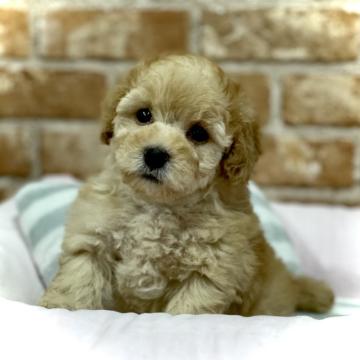 トイプードル(タイニー)【大阪府・男の子・2022年7月18日・アプリコット】の写真「💕あまえたさんな男の子です💕」